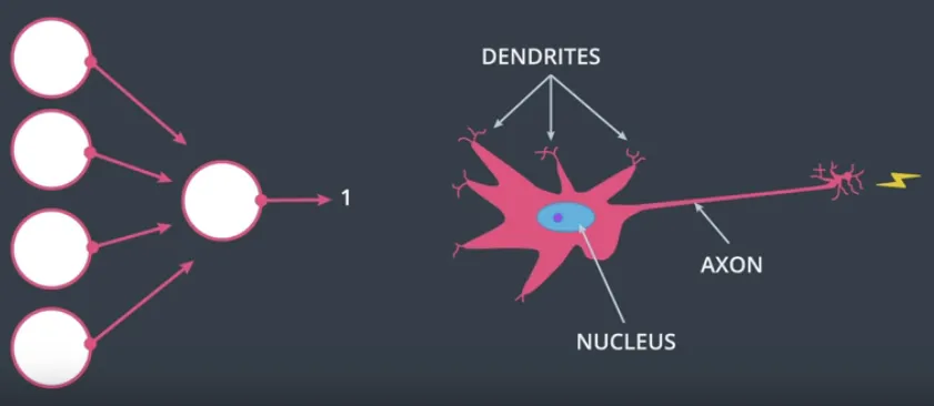 Artificial Neural Network dibandingkan dengan Biological Neural Networks